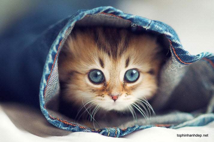 Hình ảnh mèo con - Top 50 ảnh mèo dễ thương đáng yêu và kute nhất