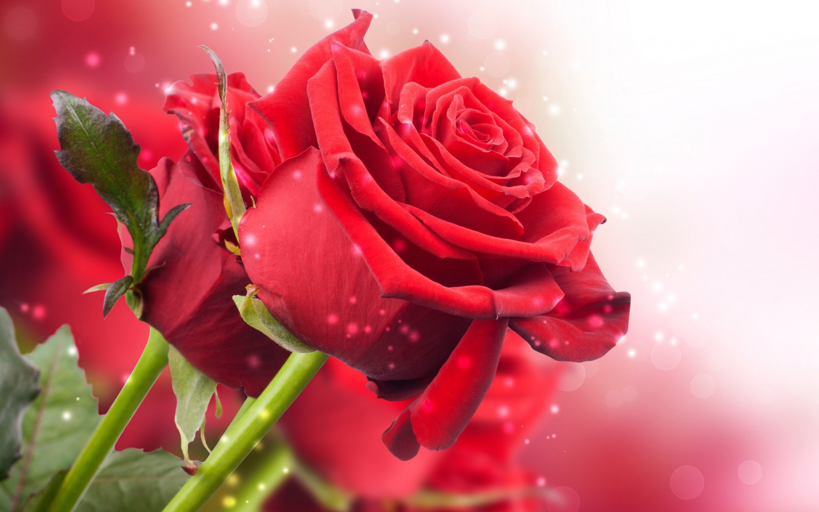 Một số hình ảnh đẹp về hoa hồng nhung  Hoa tươi Nguyệt Hỷ